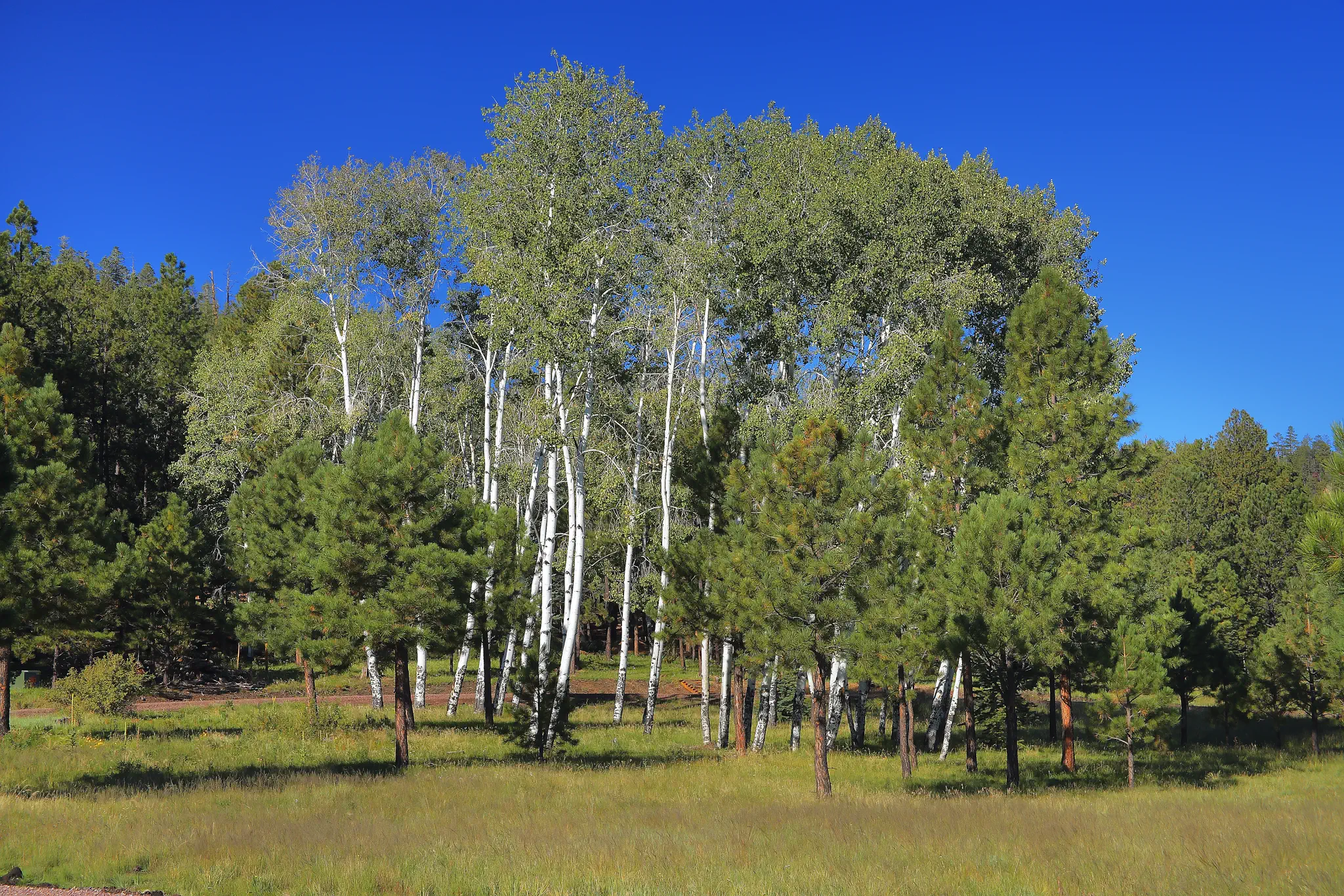 Show Low, AZ Real Estate: A Market Guide to the White Mountains' Hub