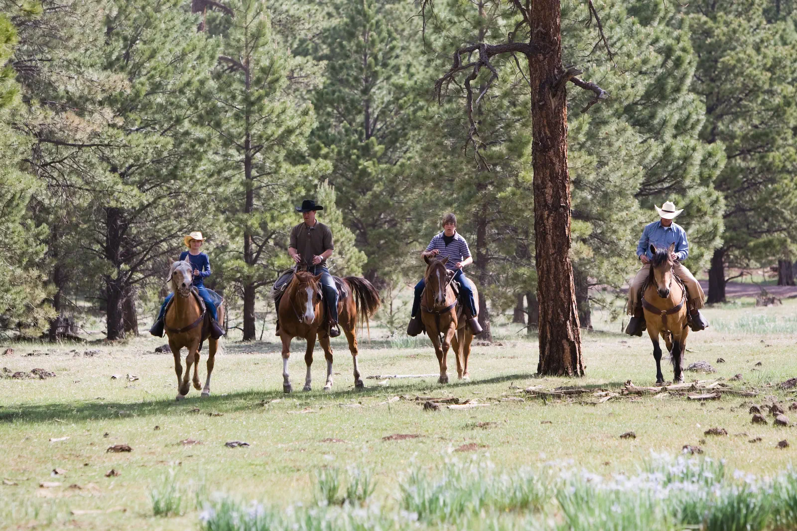 Things to Do in Greer, AZ: A Year-Round Guide to the White Mountains