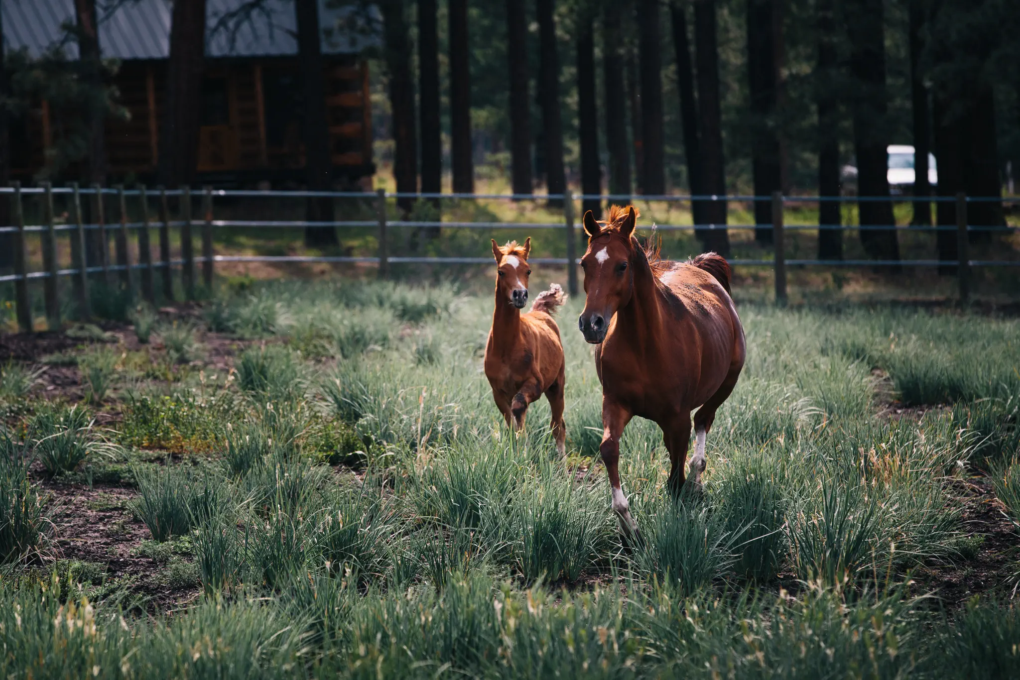 Horse Property for Sale, White Mountains AZ: Riding Country at 8,500 Feet
