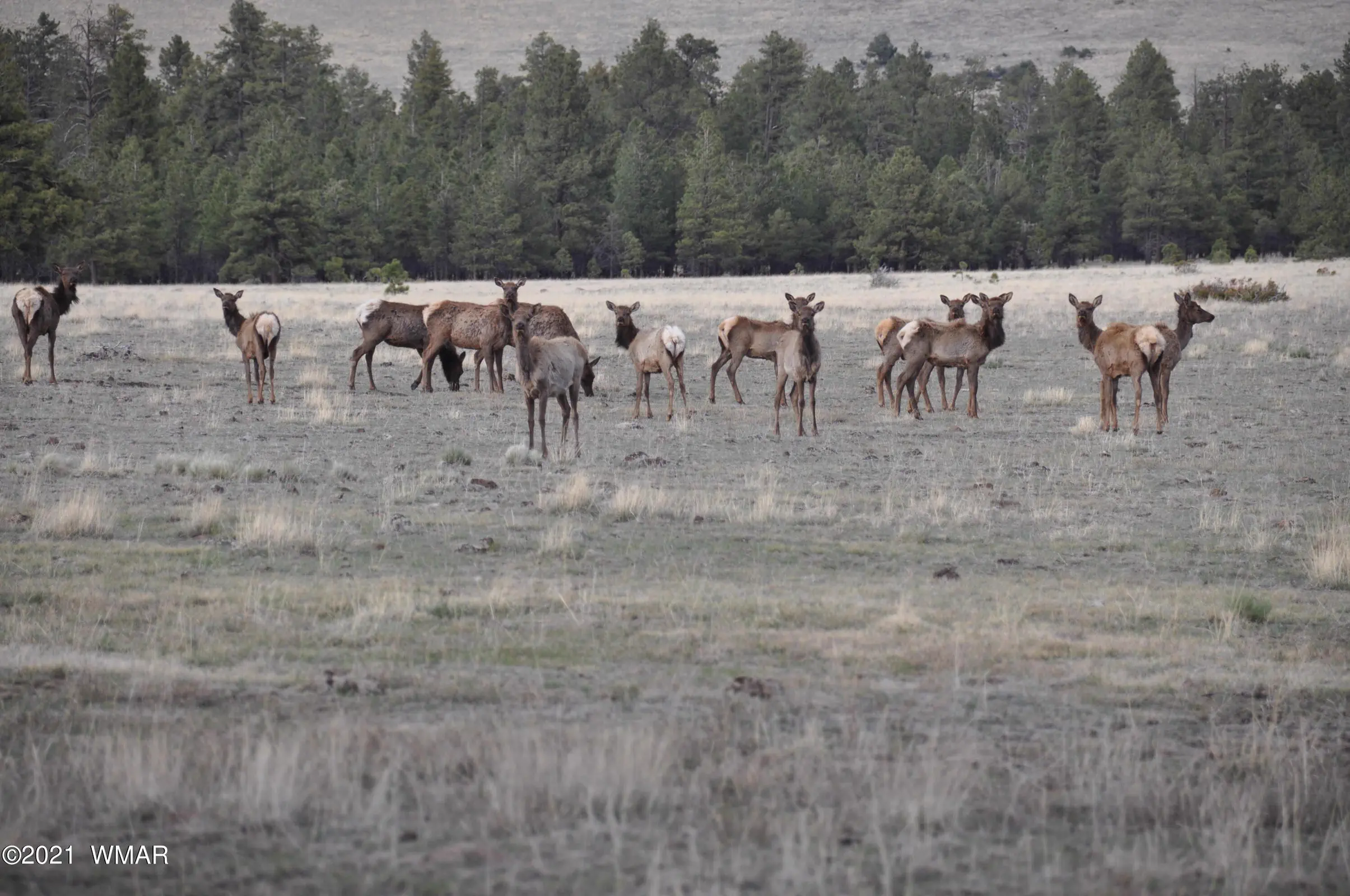 Elk Herd
