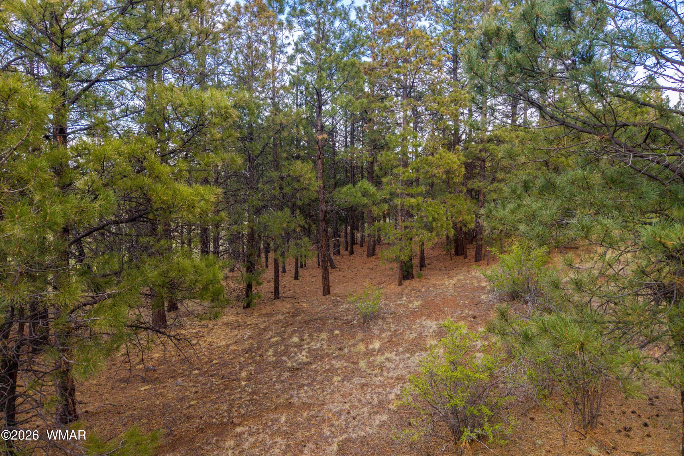 31CountyRdN1330-Greer-AZ-1