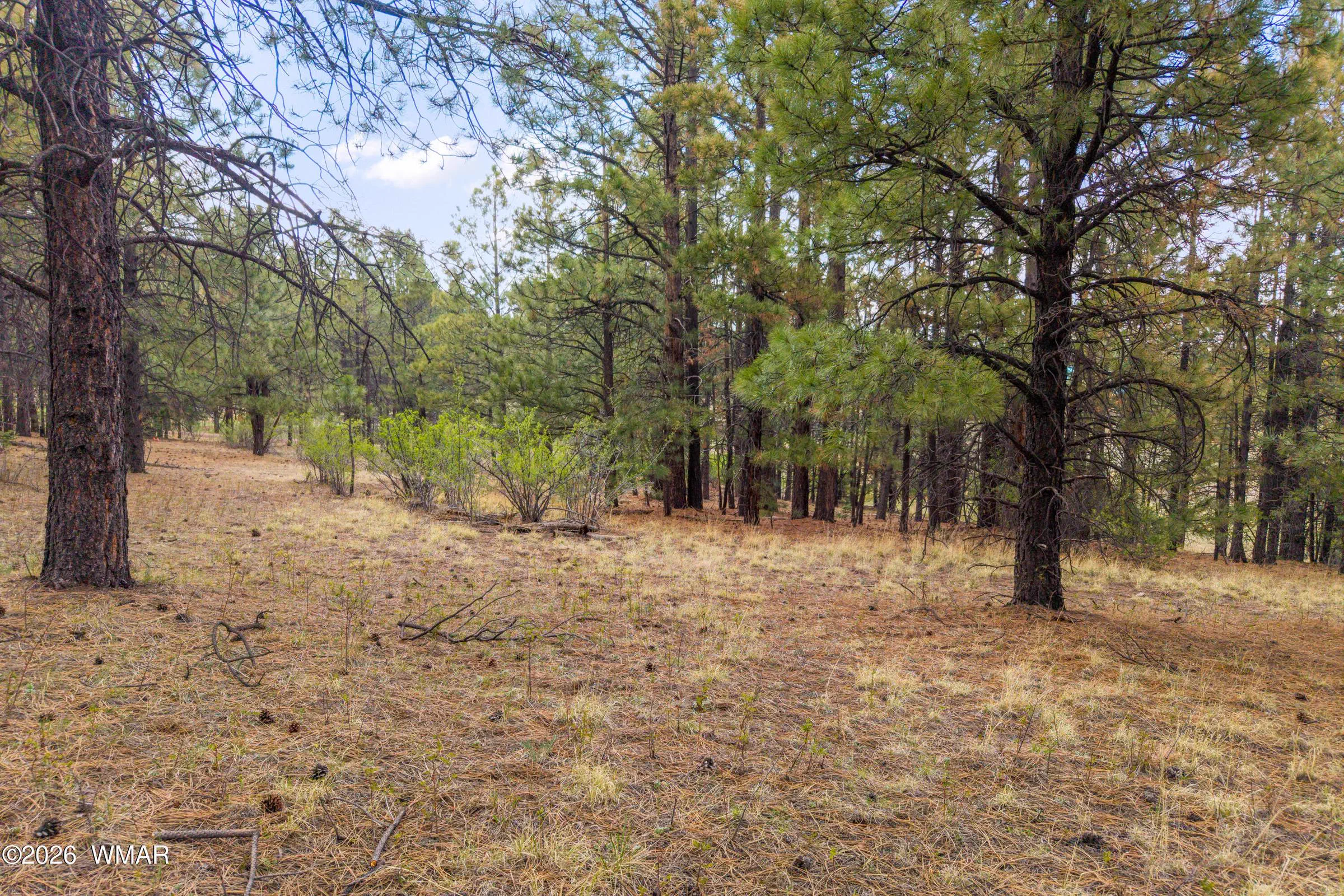 31CountyRdN1330-Greer-AZ-3